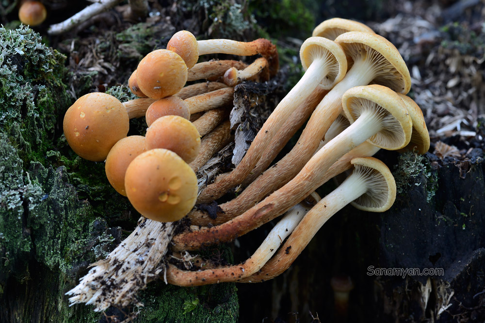 Hypholoma capnoides