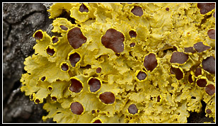 lichens