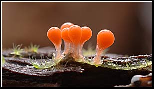 Slime Moulds: Myxomycetes