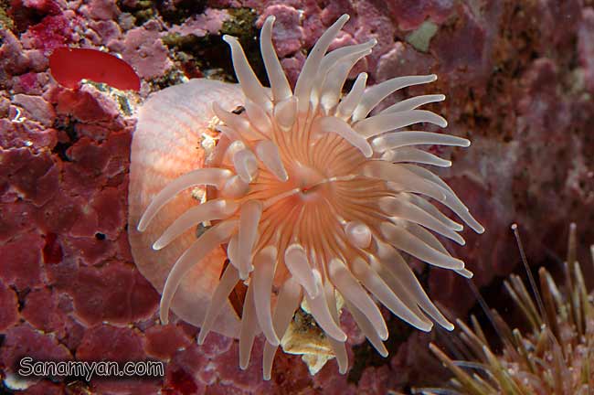 Aulactinia species